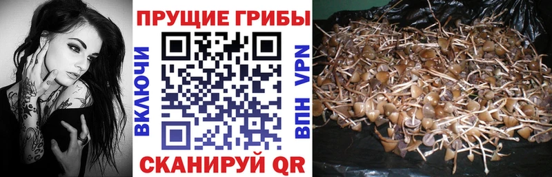 купить наркотики цена  Курганинск  ссылка на мегу tor  Псилоцибиновые грибы Cubensis 