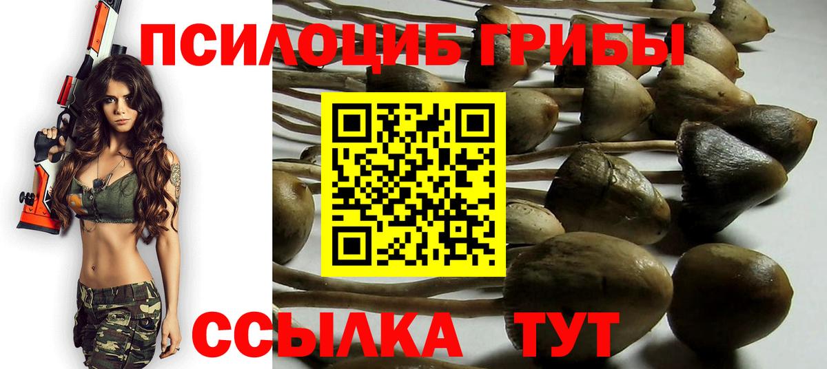 Псилоцибиновые грибы Cubensis Курганинск